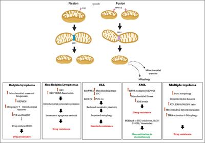 Frontiers | Mitochondrial Bioenergetics At The Onset Of Drug Resistance ...